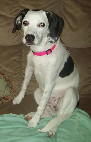 A black and white dog with a ticking pattern with black spots, dark round eyes and a black nose wearing a hot pink collar sitting down