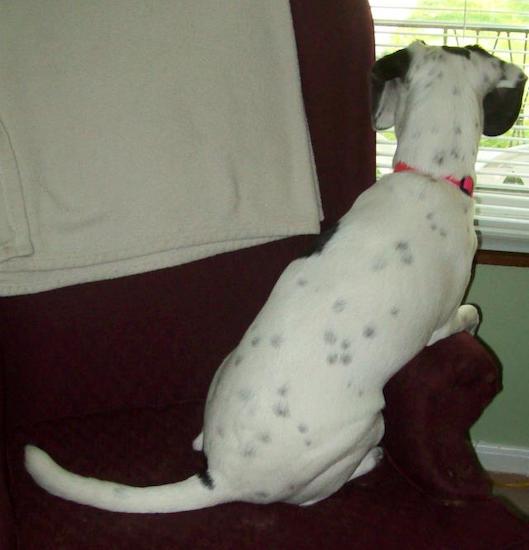The backside of a long-bodied white dog with black spots on her body, with black ears and a long tail looking out the window while sitting on a couch