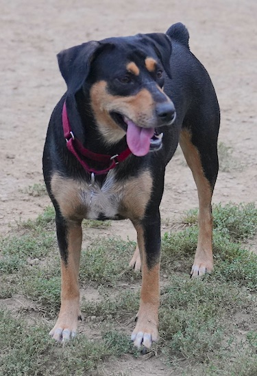 A black, tan and white tricolor muscular dog with small fold over ears and a docked tail standing outside with her tongue showing