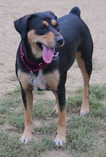 A large breed, thick-bodied black and tan dog with a patch of white on her chest and a small stumpy docked tail standing outside in a patch of grass