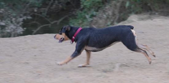 A large tan, black and white dog running on dirt towards a body of water