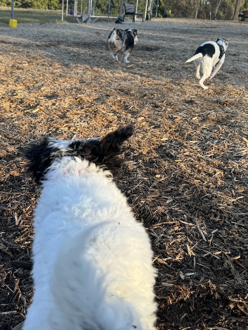 Three dogs running at a dog park with the third dog far behind