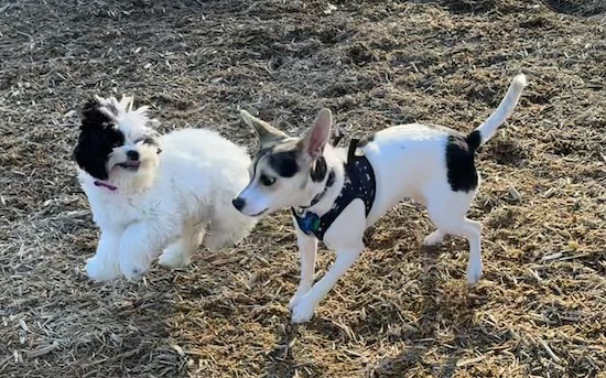 Two dogs running at a dog park