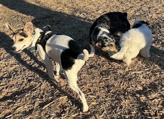 Three dogs at a dog park, two are smelling each other