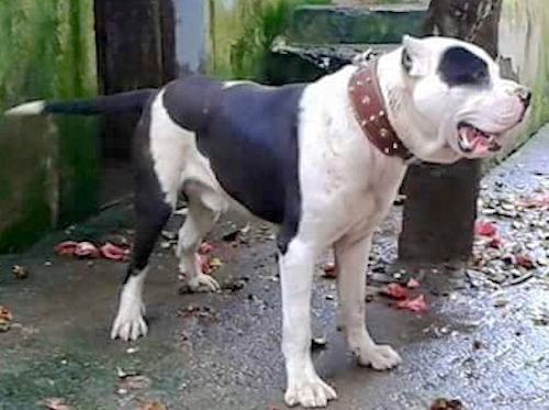 A large breed mastiff looking black and whtie dog with small cropped ears, a long tail and a muscular body with a big head and large dewlaps on his mouth standing outside