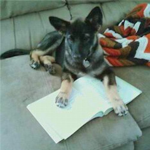 A large breed black and tan puppy laying down on top of a book on a couch