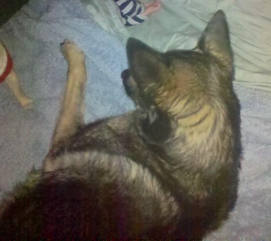 A large breed sable colored shepherd looking dog laying down on a bed looking at a sleeping baby