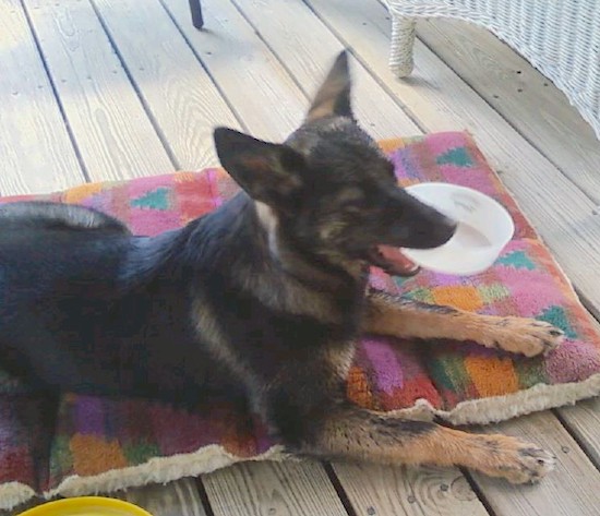 A black and tan shepherd-looking dog with large erect ears laying down on a dog bed outside on a wooden deck
