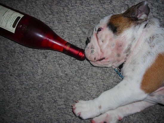 A red and white dog with short legs and a large head with a pushed back muzzle laying with his mouth on a bottle of wine