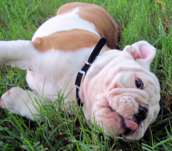 A little, wide, muscular white with tan dog laying down in grass
