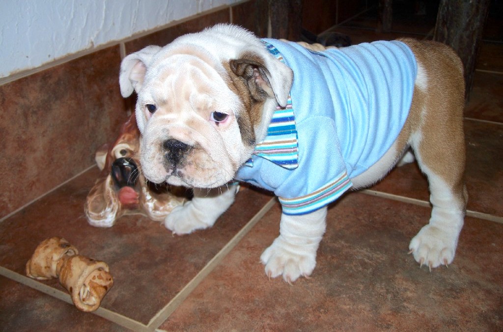 A large, low to the ground, wrinkly Bulldog with a short muzzle wearing a blue shirt standing next to chew bones