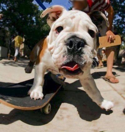A red and white Bulldog with a large head riding a skateboard outside