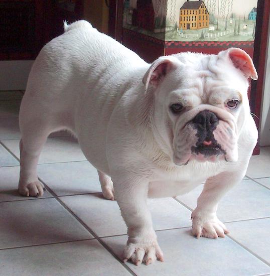 A low to the ground, short-legged white dog with a round head, a lot of wrinkles and a pushed back face standing