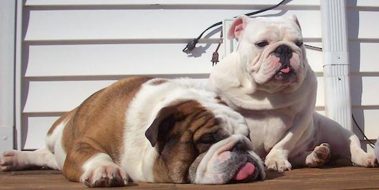 Two large, round, wide-chested, muscular, wrinkly dogs laying outside in the sun
