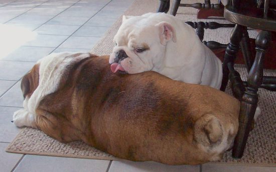 A white bulldog sitting down with her head on a fawn and white sleeping bulldog