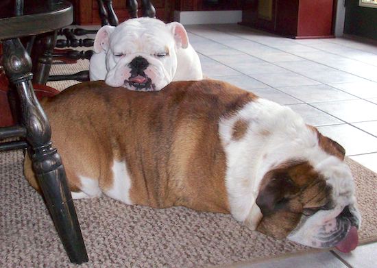 A white bulldog with rose ears, wide shoulders, a black nose and black lips sleeping sitting down with her head on a large heavy fawn and white bulldog who is sleeping on the floor