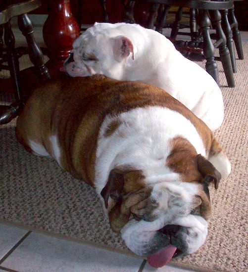 Two large, wrinkly, plump, sleeping bulldogs, one sitting down and one laying down