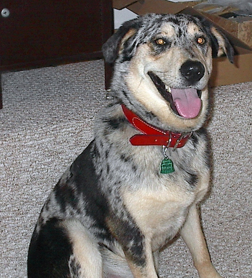 A large breed merle colored dog with ears that hang to the sides a big black nose and round brown eyes wearing a red collar sitting down