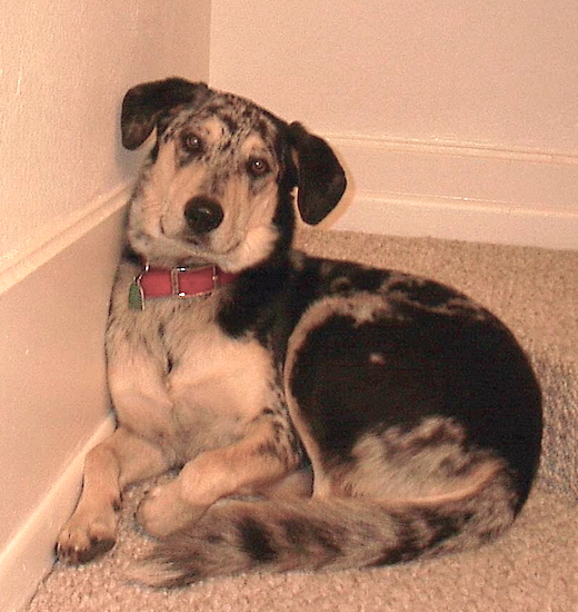A merle colored dog with ears that hang to each side of his head facing front, wide brown eyes and a long snout laying down curled up in a corner