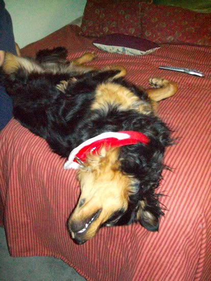 A black and tan long coated dog laying on a person's red bed belly up with her head hanging over the edge