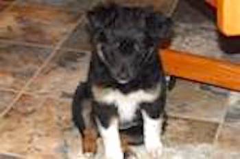A little black, tan and white tricolor puppy with small black v-shaped ears that fold over to the front sitting down