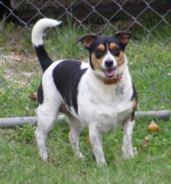 A tricolor white, black and tan dog with rose ears that stand out and fold to the sides, a long thick tail and a symmetrical tricolor face standing in front of a chain link fence
