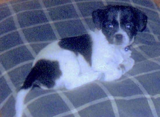 A small black and white puppy with ears that fold over to the sides, round eyes and a black nose laying down curled up on a bed