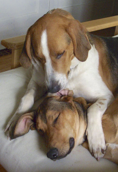 A tricolor hound dog laying on tip of a brown large breed dog who is sleeping