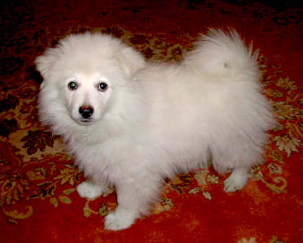 A little fluffy white dog with a boxy muzzle and a ring tail that curls up over his back