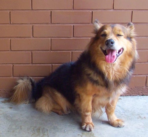 A thick-coated, deep-chested longhaired dog with small stand up ears and big head and a large black nose sitting down