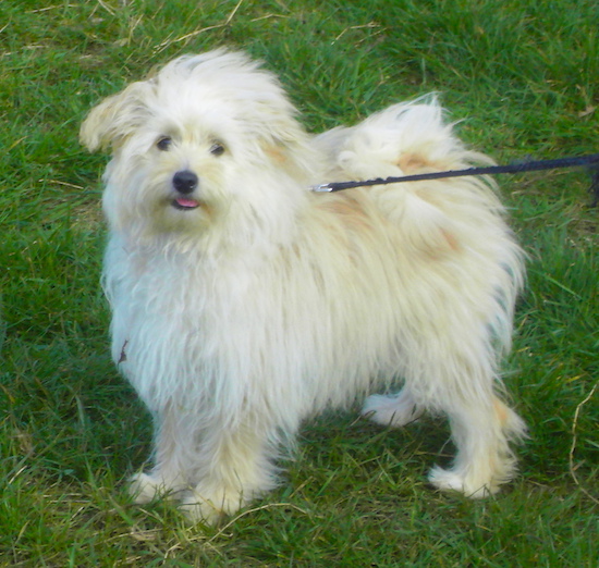 A long coated, soft cream colored dog with ears that hang to the sides and a tail that curls up over her back standing in grass
