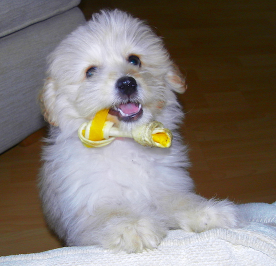 A little white fluffy puppy with a white and yellow rawhide bone in her mouth jumped up at the edge of a bed