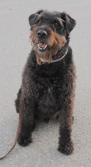 A large breed, wirey looking black dog with brown highlights and ears that fold to the sides sitting down