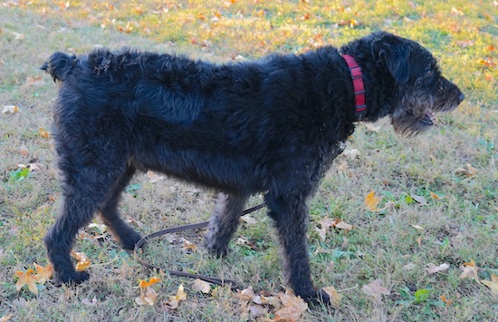 A large breed, thick, wavy-coated dog with a docked, stubby tail, a long body and shaggy hair on her head walking to the right