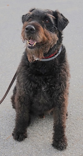 A large breed thick-coated black and brown dog with gray highlights, a shaggy beard, dark eyes and a large black nose sitting down