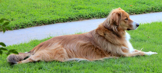 A long-haired, red-fawn colored dog with a white chest and muzzle tip laying down in green grass