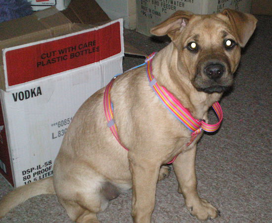 A thick-bodied, large breed tan puppy with a black snout wearing a pink harness sitting down in front of a Vodka box