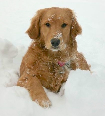 A large breed golden brown dog with snow on her coat layig down in deep snow