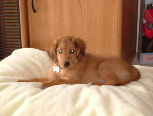 A red=fawn colored little puppy with long soft ears, round eyes and a black nose laying down on a cream colored dog bed