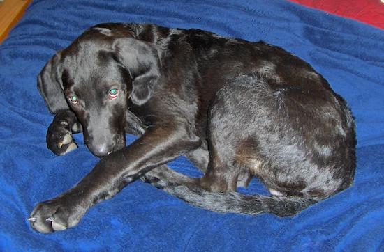 A shiny black dog with long legs and long soft hanging ears laying curled up on a blue blanket