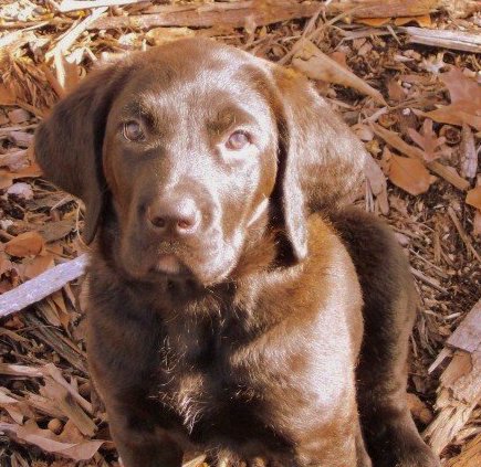 A brown puppy with brown eyes and a brown nose sitting outside on woodchips