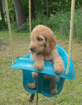 A tan, cream and apricot colored puppy sitting inside a childs swing