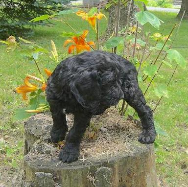 A small black puppy with soft fur standing on a tree stump in front of orange daylily flowers looking to the right