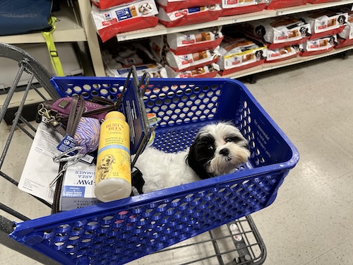 A small white and black dog in a shopping cart full of dog products