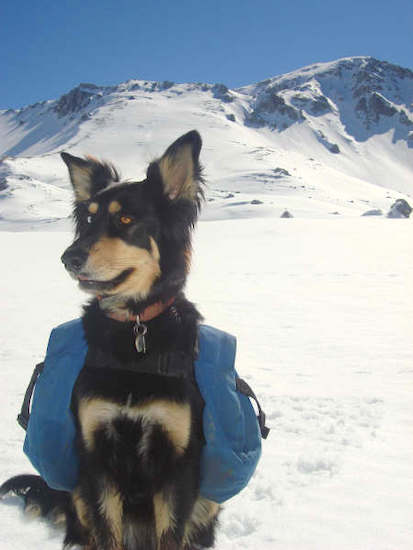 A large breed black and tan dog with one blue eye and one brown eye, large stand up ears wearing a backpack sitting in the snow with a moutain behind her