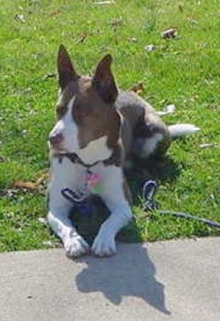 A large breed chocolate brown and white dog with large ears that stand up to a point, a brown dnose and white paws laying down in grass