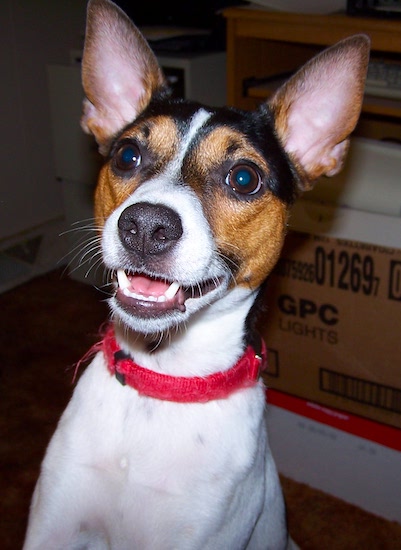 A tricolor, white, tan and black dog with large ears that stand up to a point, round brown eyes, a black nose wearing a red collar looking happy