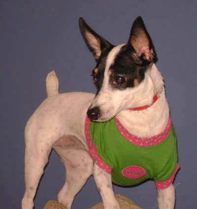A tricolor white dog with a black face and ears with tan around her eyes and ticking spots on her body wearing a green and pink shirt