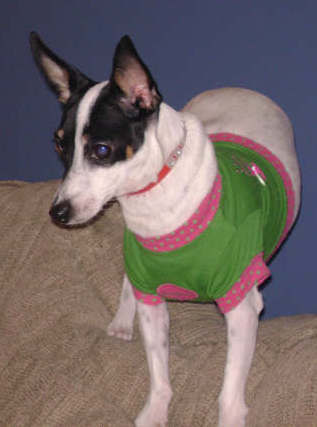 A white dog with black and tan on her face and gray ticking spots on her body wearing a green and hot pink shirt