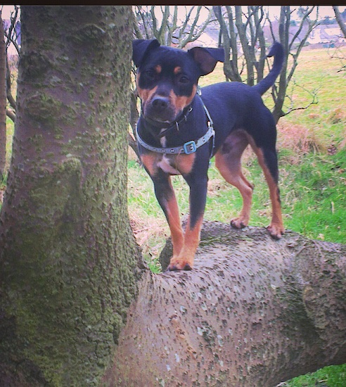 A black and tan little dog with a white spot on his chest, black v-shaped ears that fold over at the tip in the front of the head, long legs and a long tail standing on a tree branch